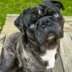 merle pug for adoption