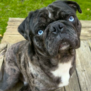 merle pug for adoption