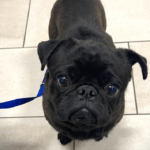 black pug for adoption