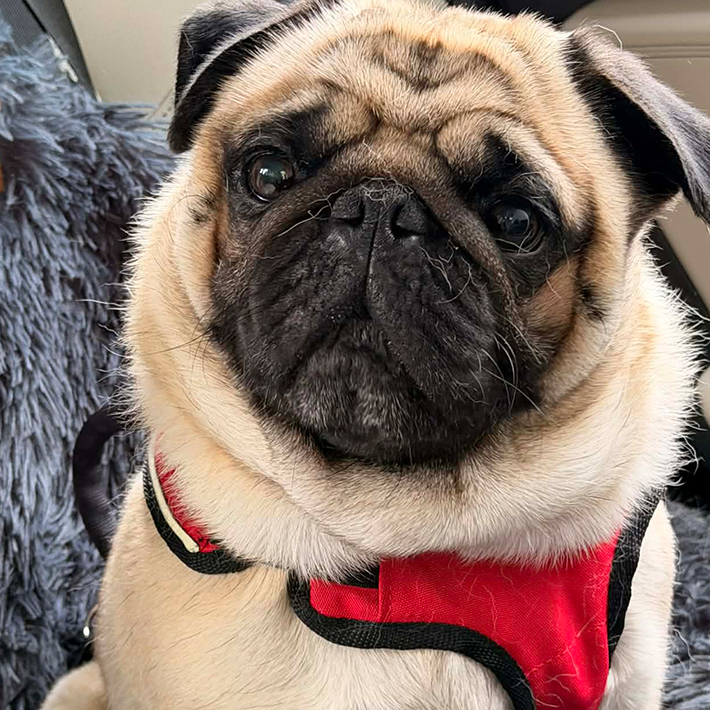 pug sitting in seat