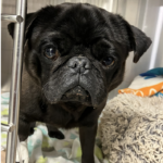 black pug for adoption