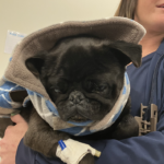 black pug for adoption