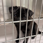 black pug for adoption