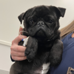 black pug for adoption
