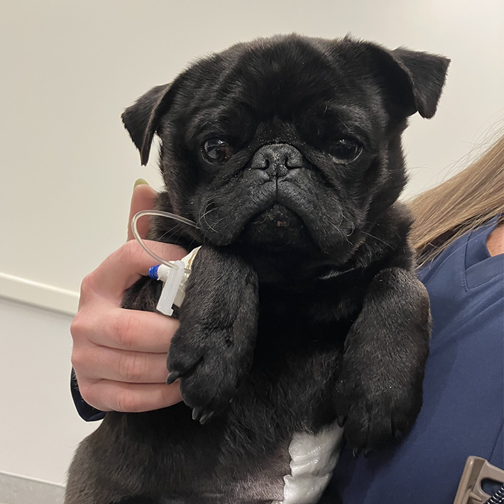 black pug for adoption