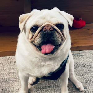 white pug for adoption