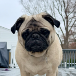 fawn pug looks at camera