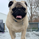 fawn pug standing outside