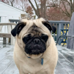 fawn pug looking quizzical