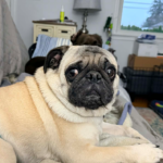 fawn pug giving side eye