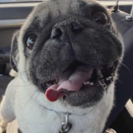 fawn pug in the car
