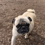 fawn pug running around outside