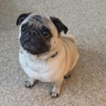 cute fawn pug looking at camera