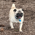 fawn pug trotting toward camera