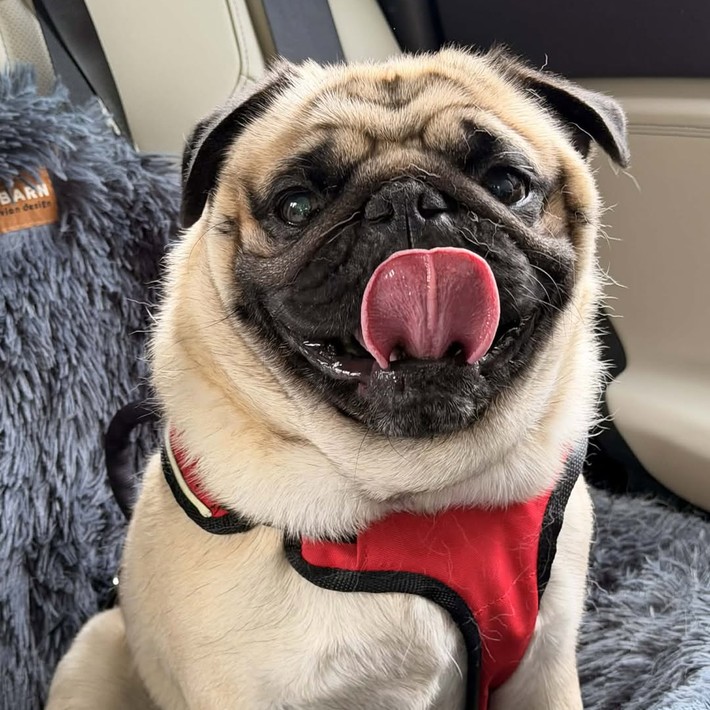 Patrick Flynn fawn pug available for adoption through Appalachian Pug Rescue in Virginia