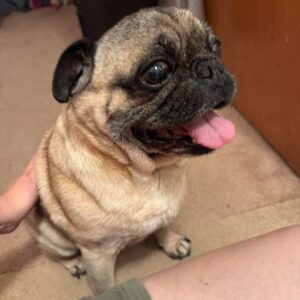 Happy senior pug Hatchi Roman smiling indoors