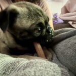 Rupert Pax young fawn pug chewing a treat in his Virginia foster home with Appalachian Pug Rescue