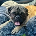 Rupert Pax rescue fawn pug relaxing on a bed in foster care in Virginia