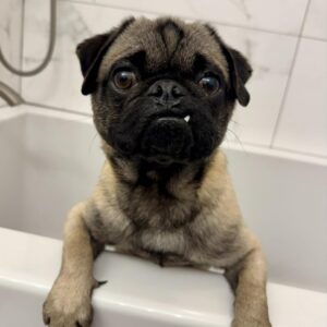 maryland rescue pug in bath