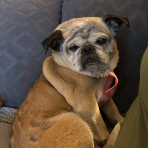 senior pug for adoption
