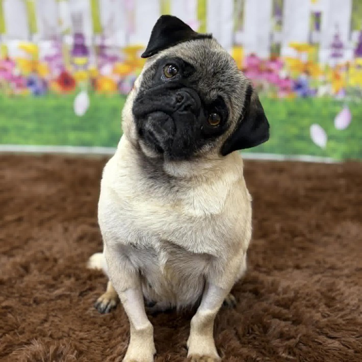Tessa Kay rescue pug healing after emergency prolapse surgery