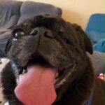 Emmett Dean, senior black rescue pug, smiling with tongue out