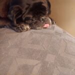 Emmett Dean the senior pug looking at the camera