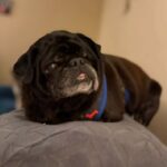 Senior black pug Emmett Dean resting indoors