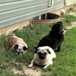 Emmett Dean, adoptable senior black pug, outdoors in grass