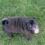 Emmett Dean the senior pug sitting in the yard