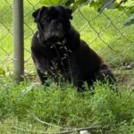 Close-up of senior black pug Emmett Dean's grey muzzle