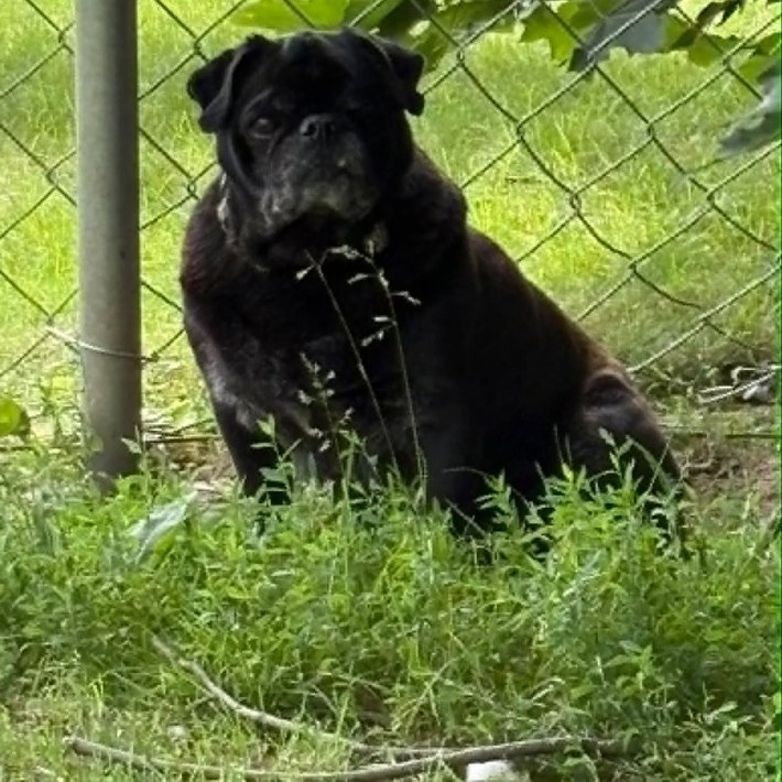 Close-up of senior black pug Emmett Dean's grey muzzle