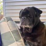Emmett Dean, senior rescue pug, relaxing on a chair