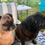 Emmett Dean, black senior pug, enjoying his foster home