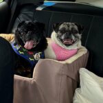 Senior pug Emmett Dean resting comfortably