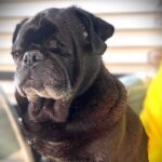 Emmett Dean, adoptable senior black pug, portrait