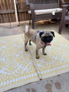 Finley Peabody, adoptable fawn pug, standing on a yellow patio rug with tongue out