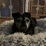 Gerty Faith senior black pug resting in fluffy grey bed in foster care in New York
