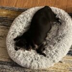 Gerty Faith senior black pug curled up in a donut bed in foster care New York
