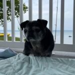 Gerty Faith 14-year-old rescue black pug enjoying the lakeside view in her New York foster home