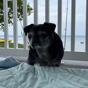 Gerty Faith 14-year-old rescue black pug enjoying the lakeside view in her New York foster home