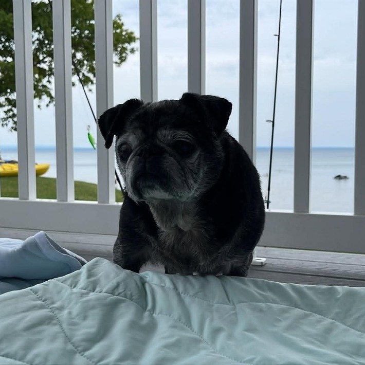 Gerty Faith 14-year-old rescue black pug enjoying the lakeside view in her New York foster home