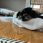 Gerty Faith senior black pug resting her head on a white towel in foster care New York