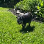 Gerty Faith 14-year-old black pug trotting happily through the garden in foster care New York