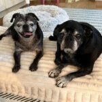 Gerty Faith rescue black pug lounging on a dog bed with a foster friend at Appalachian Pug Rescue New York