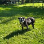 Gerty Faith senior black pug standing in backyard — rescue pug with Appalachian Pug Rescue New York