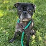 Henry August, senior black rescue pug, sitting in grass on a green leash