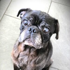 Senior black pug Henry August looking up with soulful eyes on tile floor