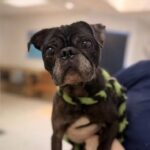 Henry August at intake, a rescued senior pug being held at the vet