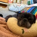 Henry August resting his chin on a cushion in his foster home